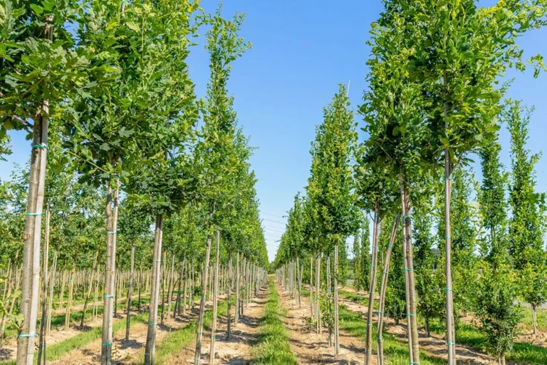 Nachhaltige Baumbestattung als naturverbundene Bestattungsform